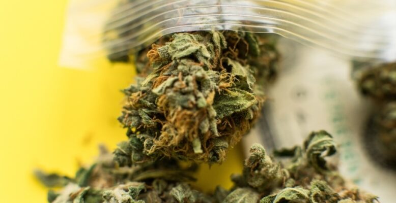 3 Critical Factors to Be Aware of When Selecting a Strain for a Particular Time of the Day