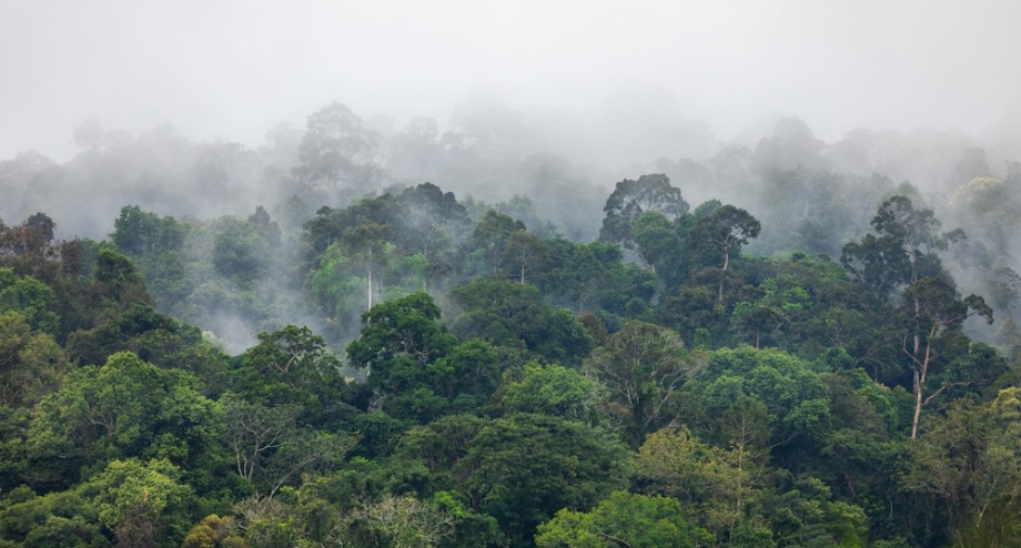 Rains in French Guiana