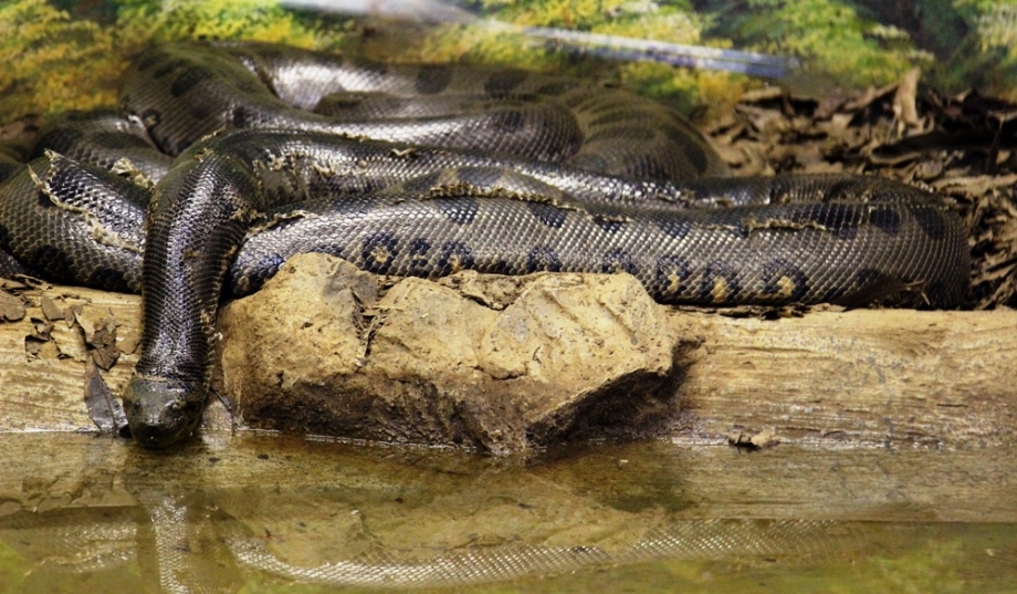 Anaconda