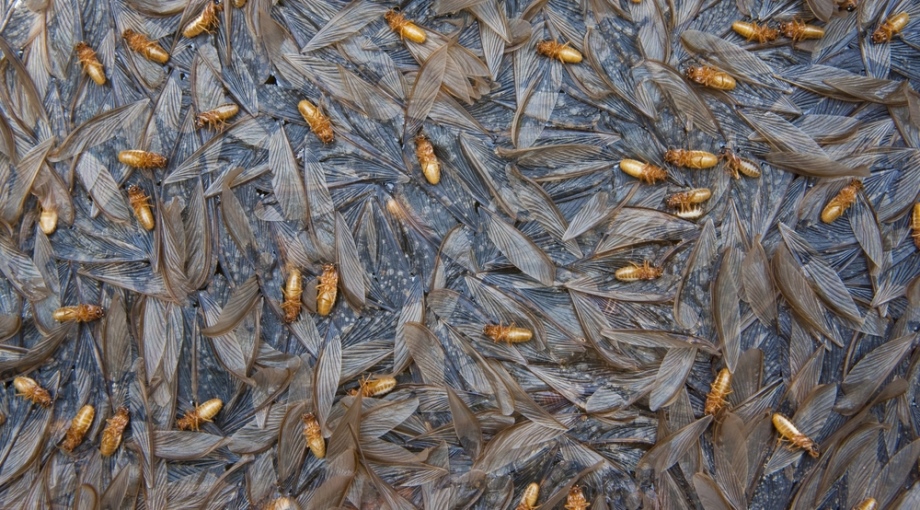 Dead termites after a swarm explosion