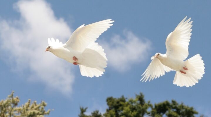 Holy Doves – Suriname