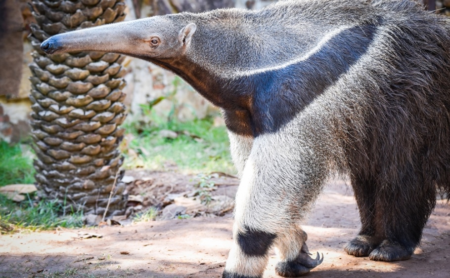 Giant anteater
