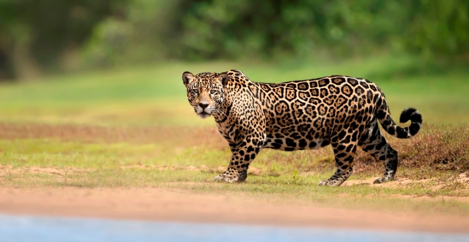 Jaguar