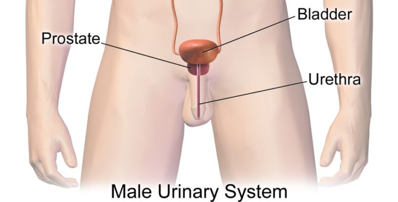 Urethral Play for Sexual Pleasure Urethral Play for Sexual Pleasure
