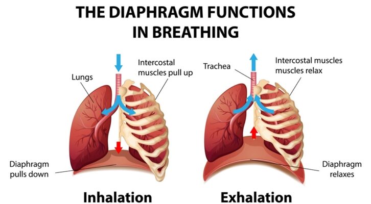 Diaphragmatic Mobilization: Purpose, Techniques, and Health Benefits
