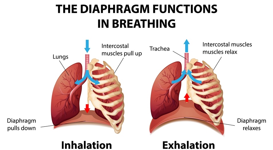 Diaphragmatic Mobilization